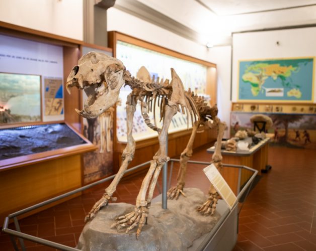 Museo Paleontologico Empoli